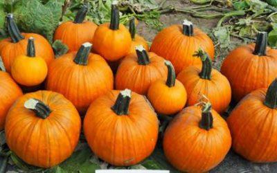 skidoo pumpkins