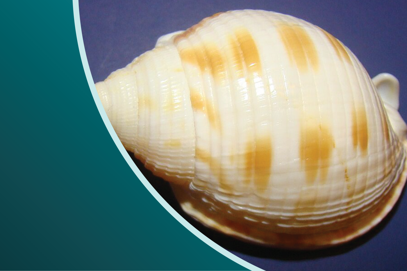 A white seashell with yellow flecks