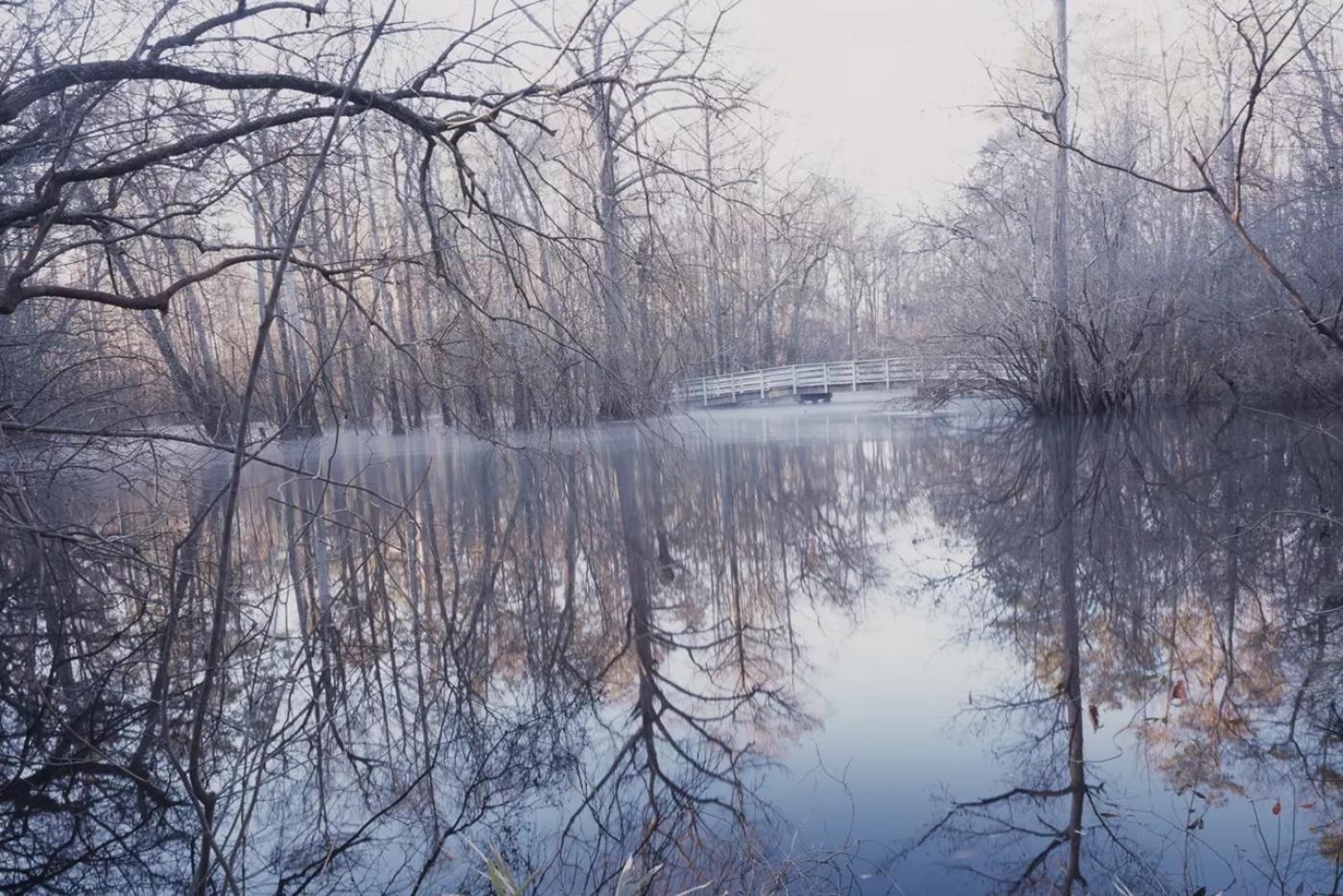 Trees over a lake, the reflection of them seen on the water