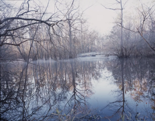 Trees over a lake, the reflection of them seen on the water