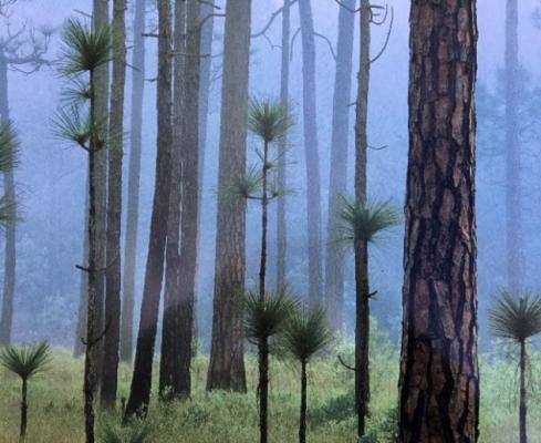 Foggy Pine Forest 