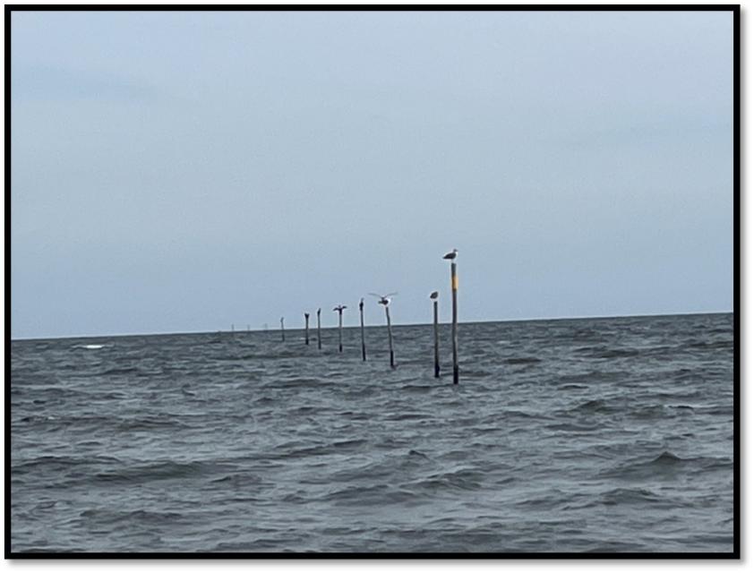 Stakes rising out of the water, called pound net pilings