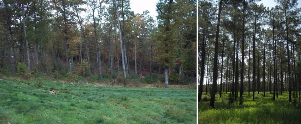 open area (left) and long leaf pine savannah (right)