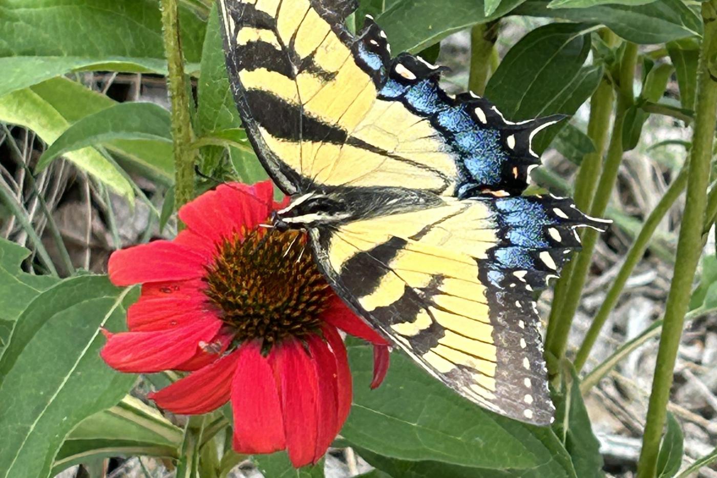 swallowtail butterfly on a red coneflower