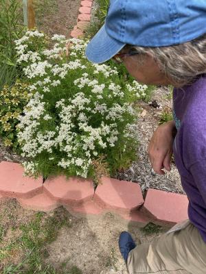 woman in baseball hat inspects white flowers in a pollinator garden