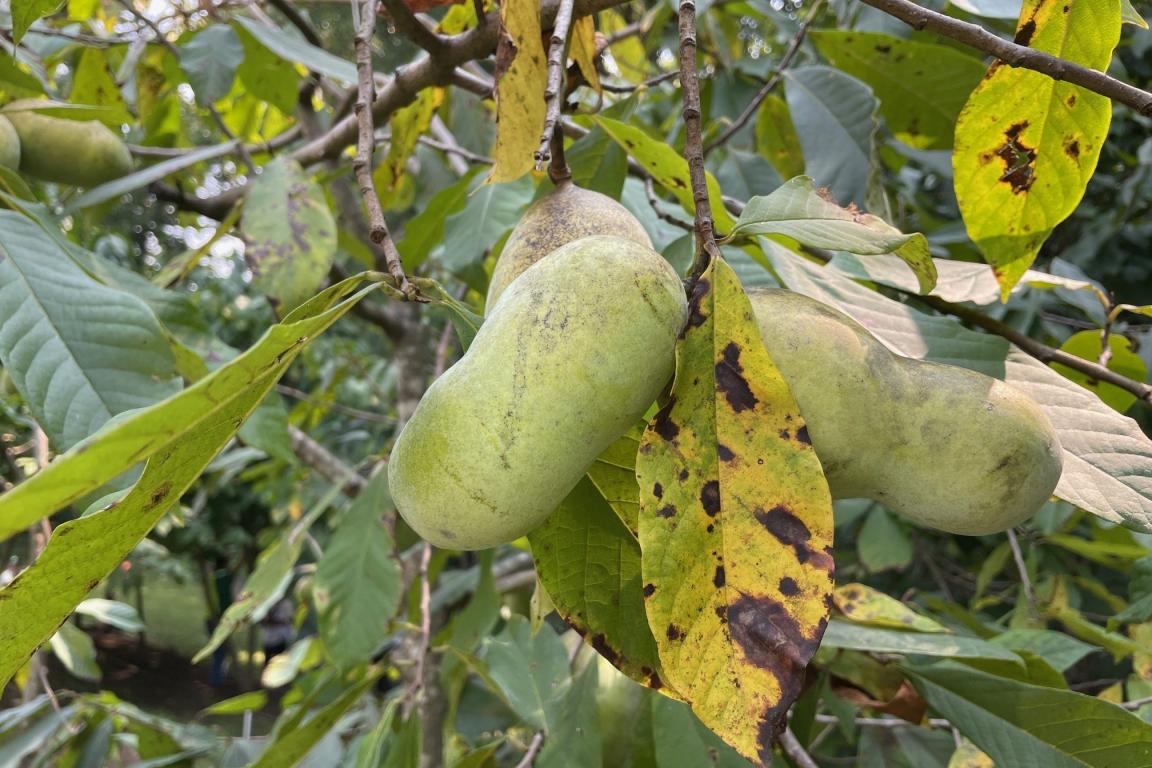 Green pawpaw fruits hanging from a tree branch among spotted leaves.
