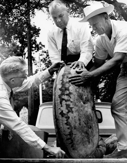 Three men stand in front of a large watermelon. Two on the right help to hold it upright while the third on the left measures it.