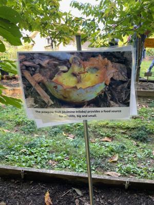 Educational sign showing a pawpaw fruit bitten open, noting it as a food source for wildlife.