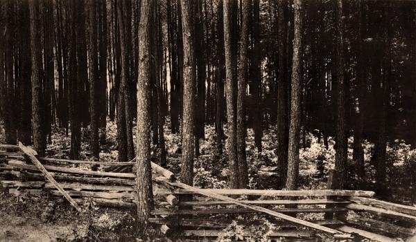 Image of long leaf pine trees with a rustic fence intertwined around the trunks.