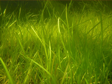 SAV in natural habitat