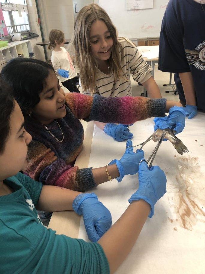 Students dissecting fish