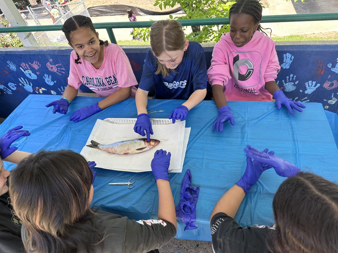 Students dissecting fish on table