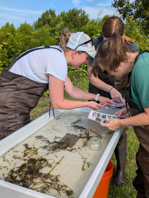 Teachers identifying macroorganisms from tub of water