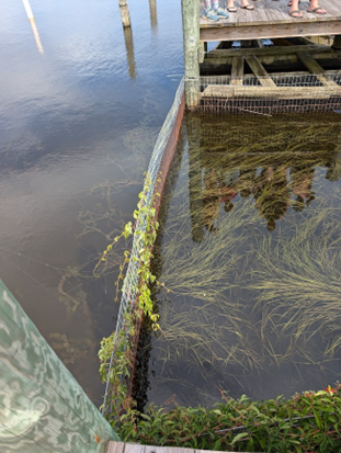 Wild celery fence in water