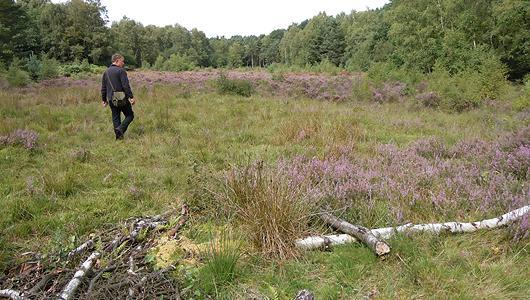 Photo of a person walking a transect in a grassy field