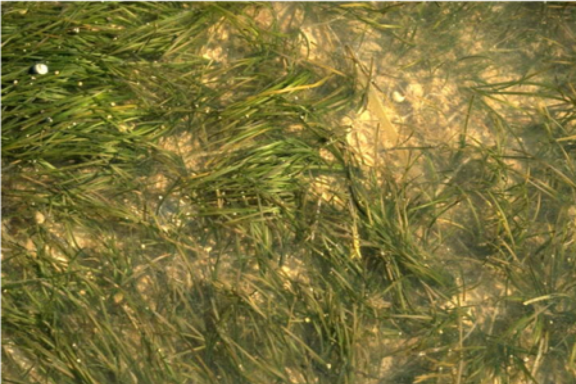 eelgrass