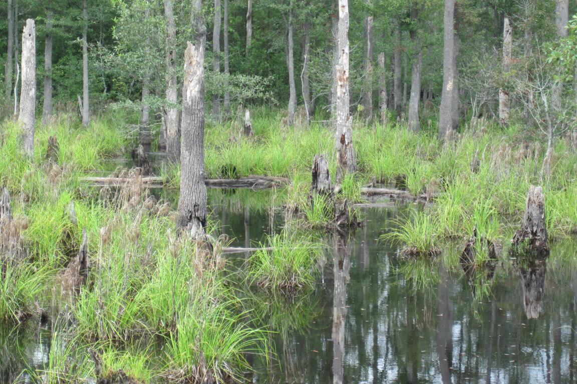 Joseph Swamp Nottoway view from ground 