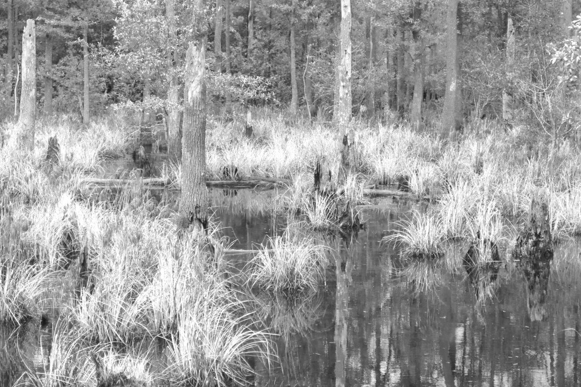 Joseph Swamp Nottoway view from ground black and white