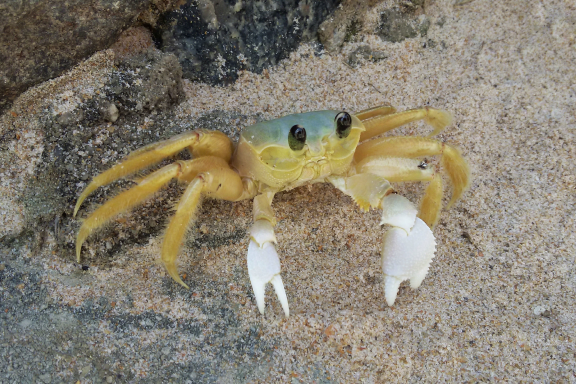 Ghost crab on sand