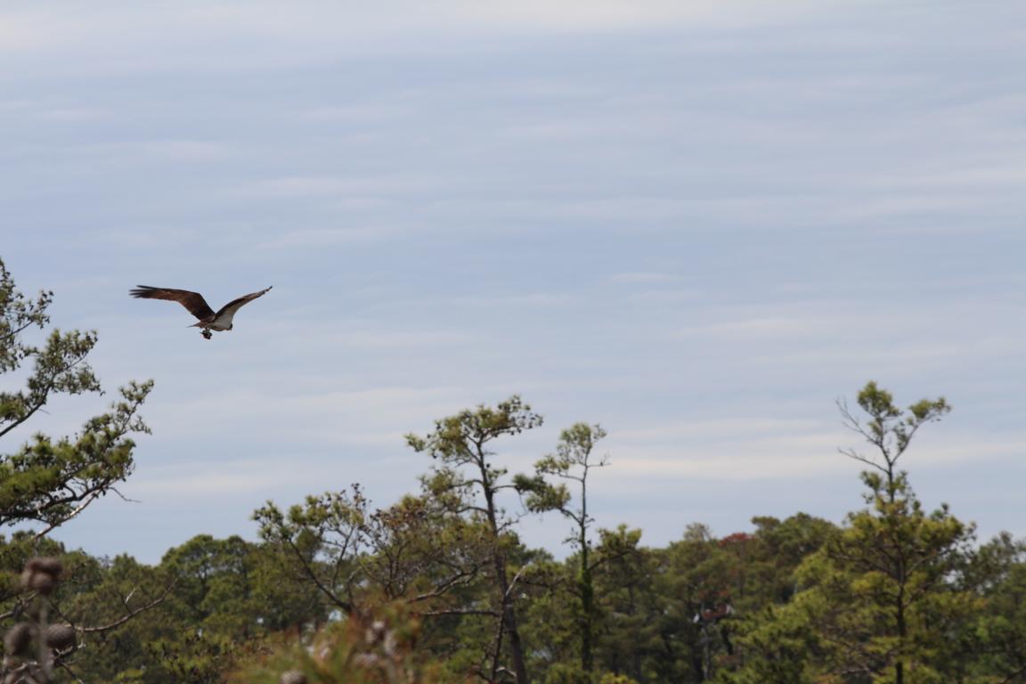 Raptor flying away with prey above the trees