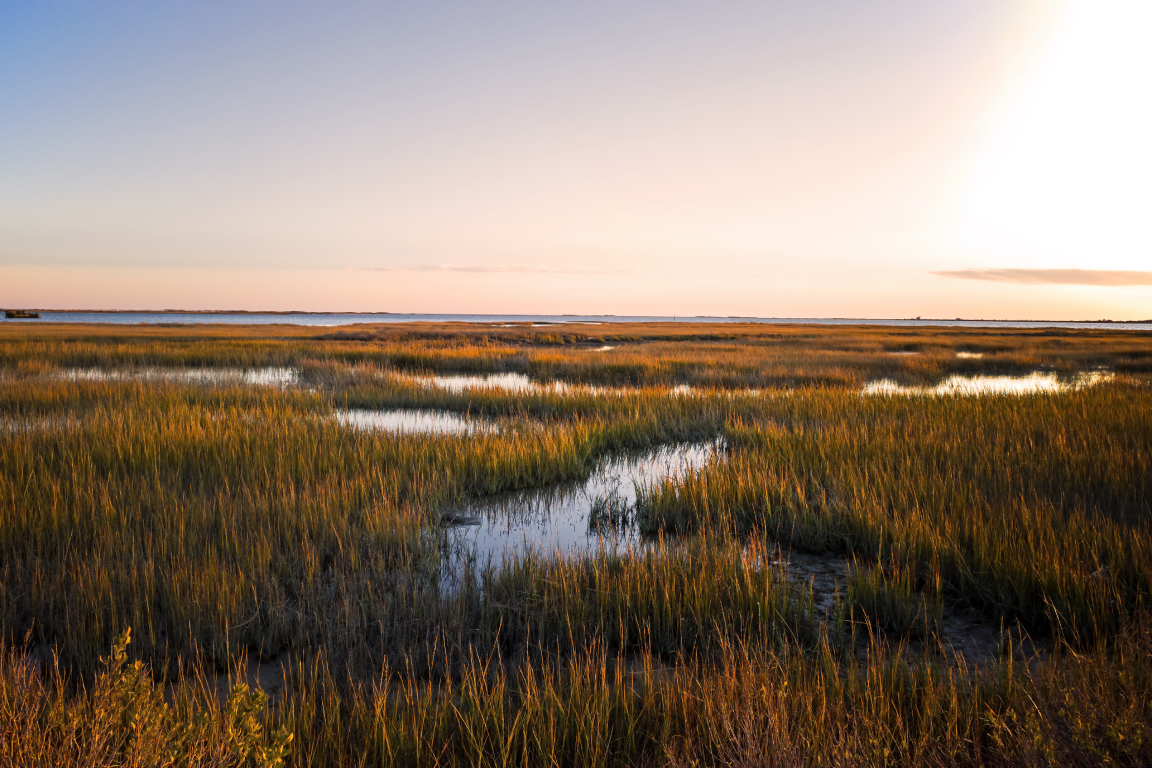 Wetland sunrise