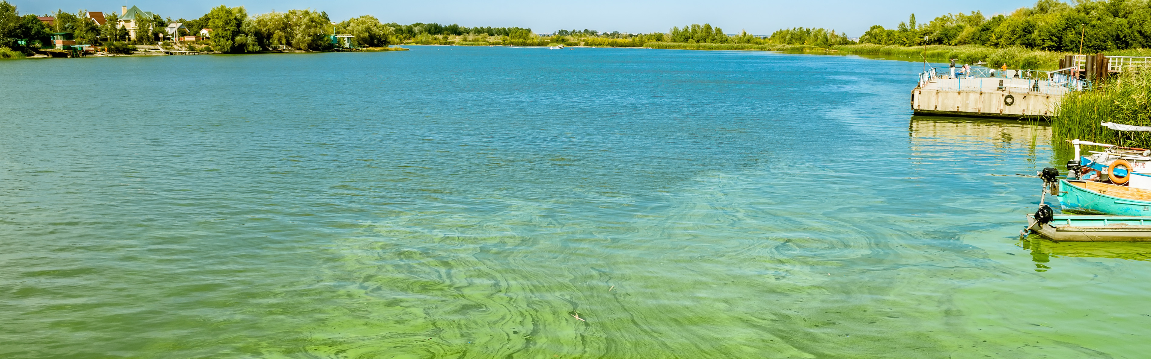 Algal bloom