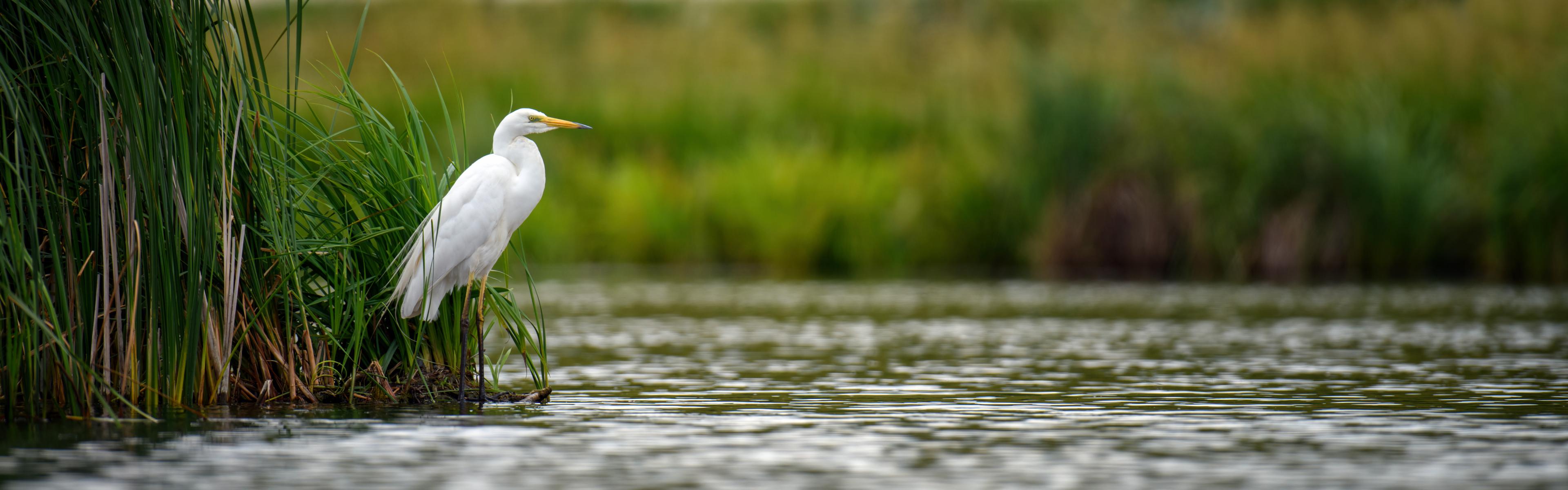 Egret by water