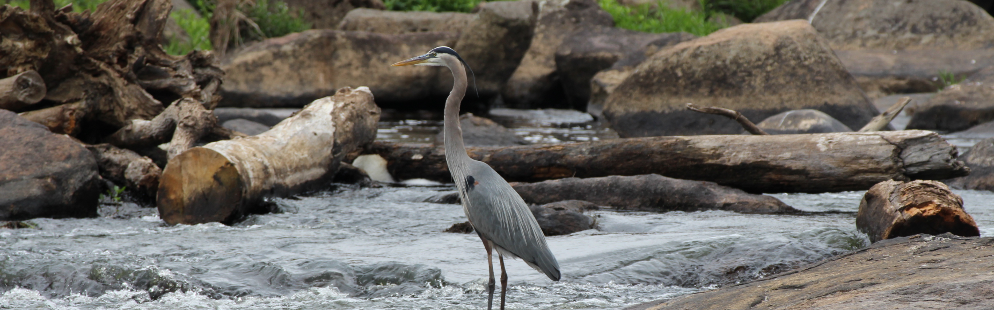 Great blue heron standing in water