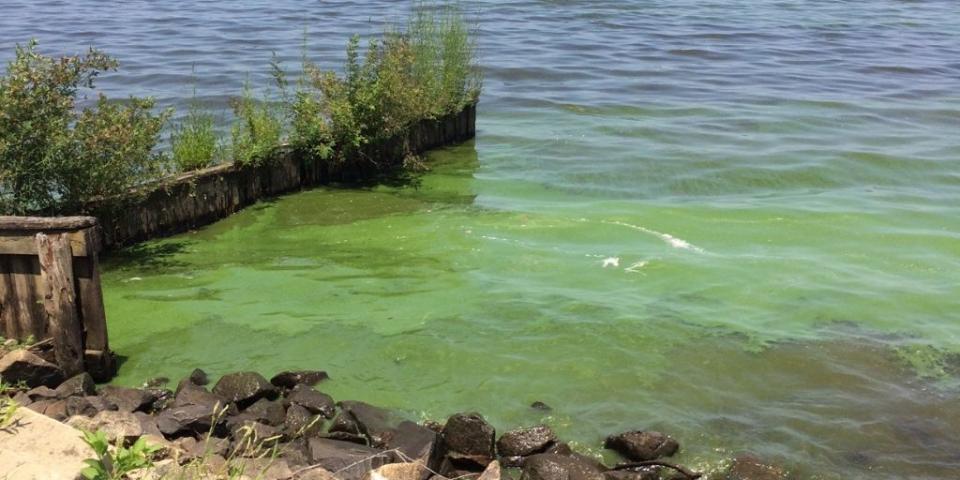 Algal bloom on Chowan River