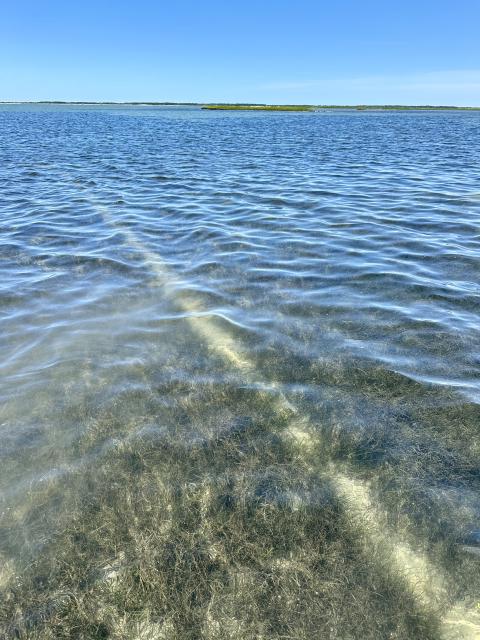 A seagrass bed with a prop scar cutting across it. 