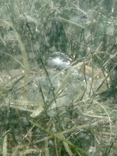 A blue crab nestled in submerged aquatic vegetation. 