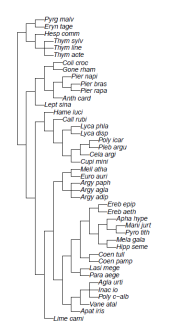 Phylogenetic tree