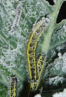 Photo of a chrysalis representing overwintering stage