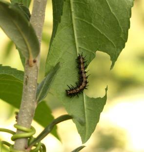 Photo of a caterpillar on a leaf representing diet breadth