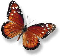 Graphic of an orange and black butterfly