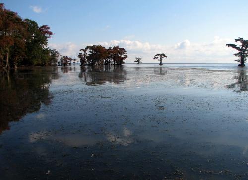 Hydrilla in Batchelor Bay