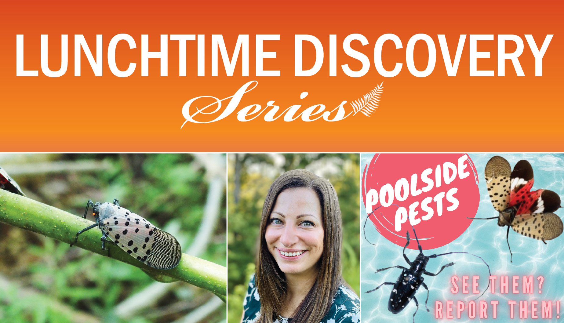 left: Lanternfly Middle: Kelley Oten Right: Poolside pest graphic
