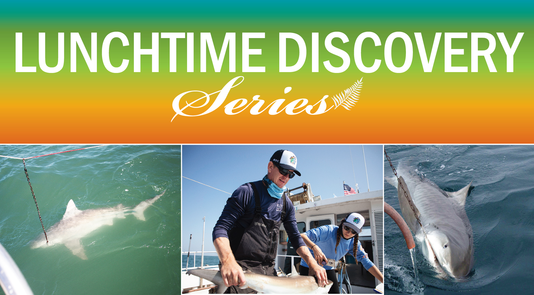 photo of tiger shark and Dr. Joel Fodrie measuring a junvenile shark
