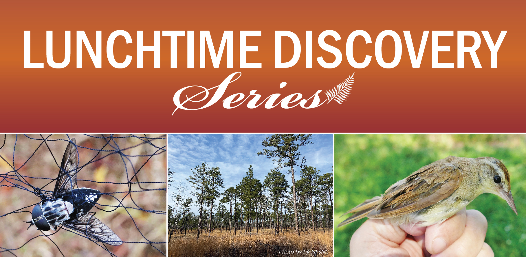 left: Tabanus catch in net Middle: stand of longleaf pines right: Swainson's Warbler