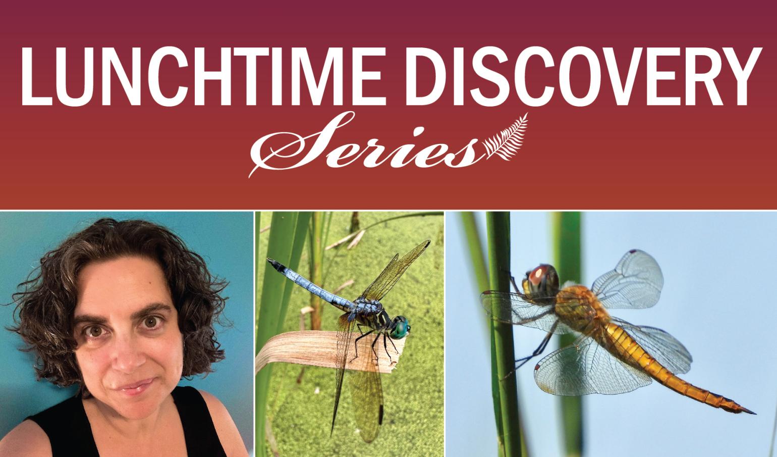 Graphic advertising the talk on Dragonflies October 8 at noon