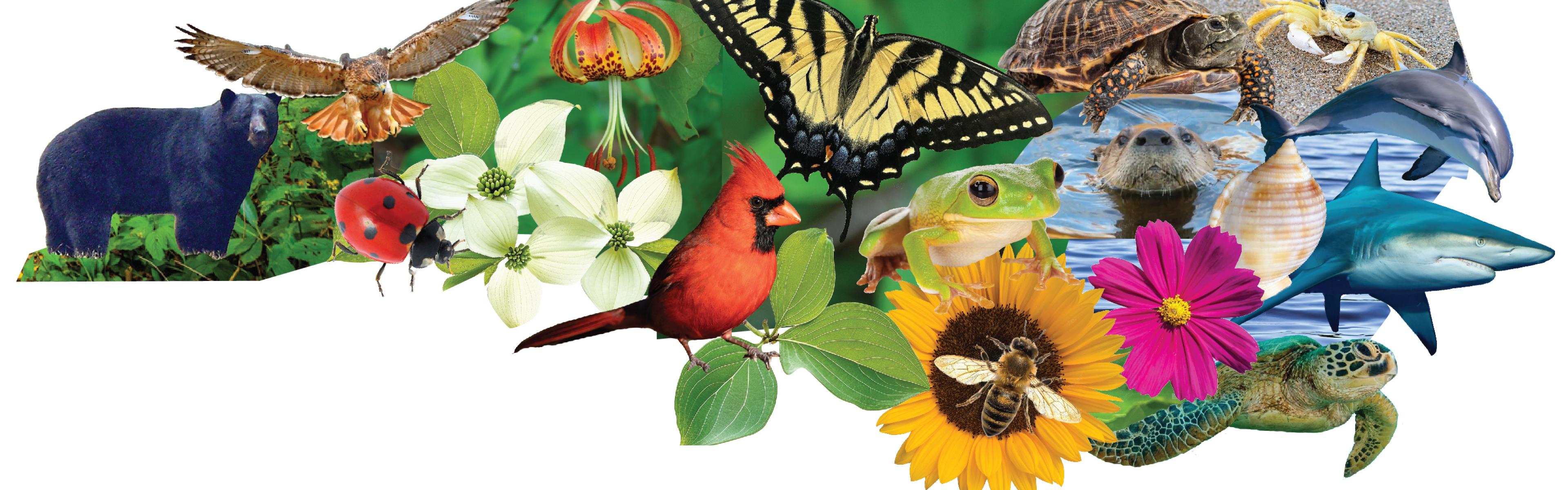 NC Atlas of Phenomena logo