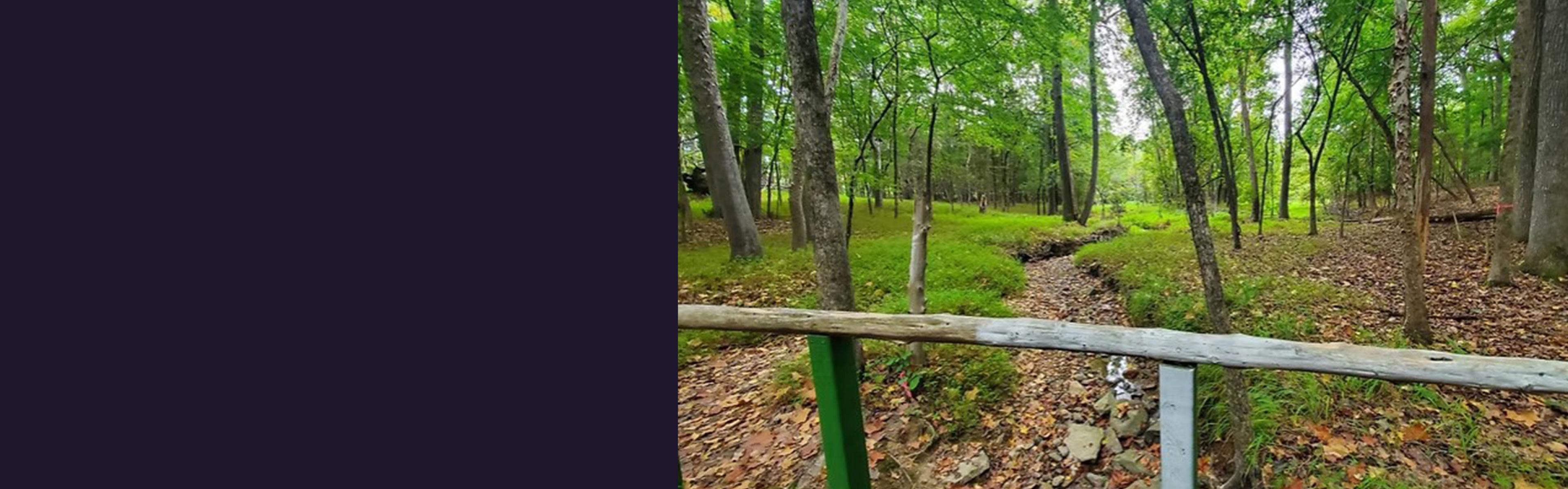a photo of a forest