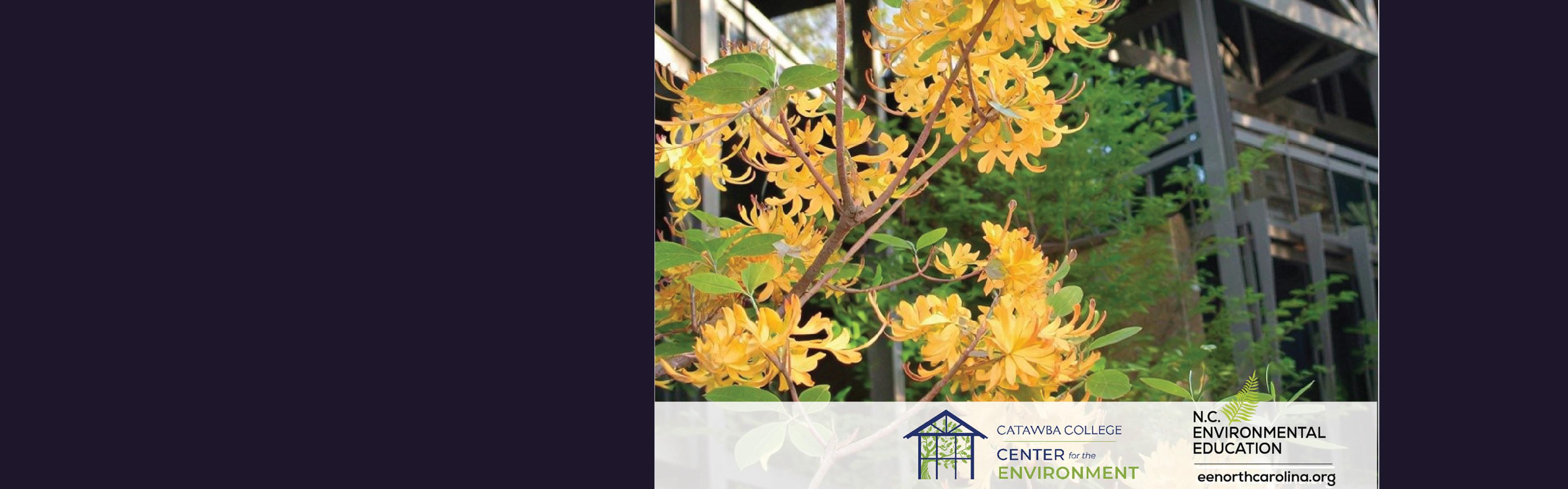 CENV photo yellow flowers
