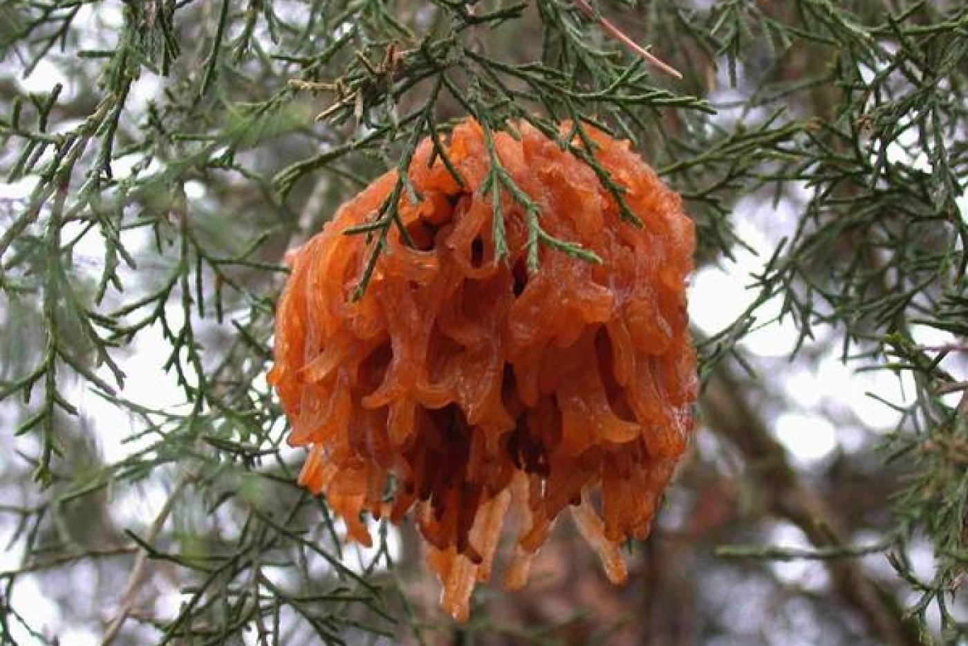photo of a gall on a Eastern red cedar
