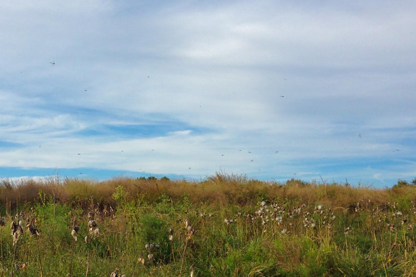 Swarm of dragonflies over a field. 