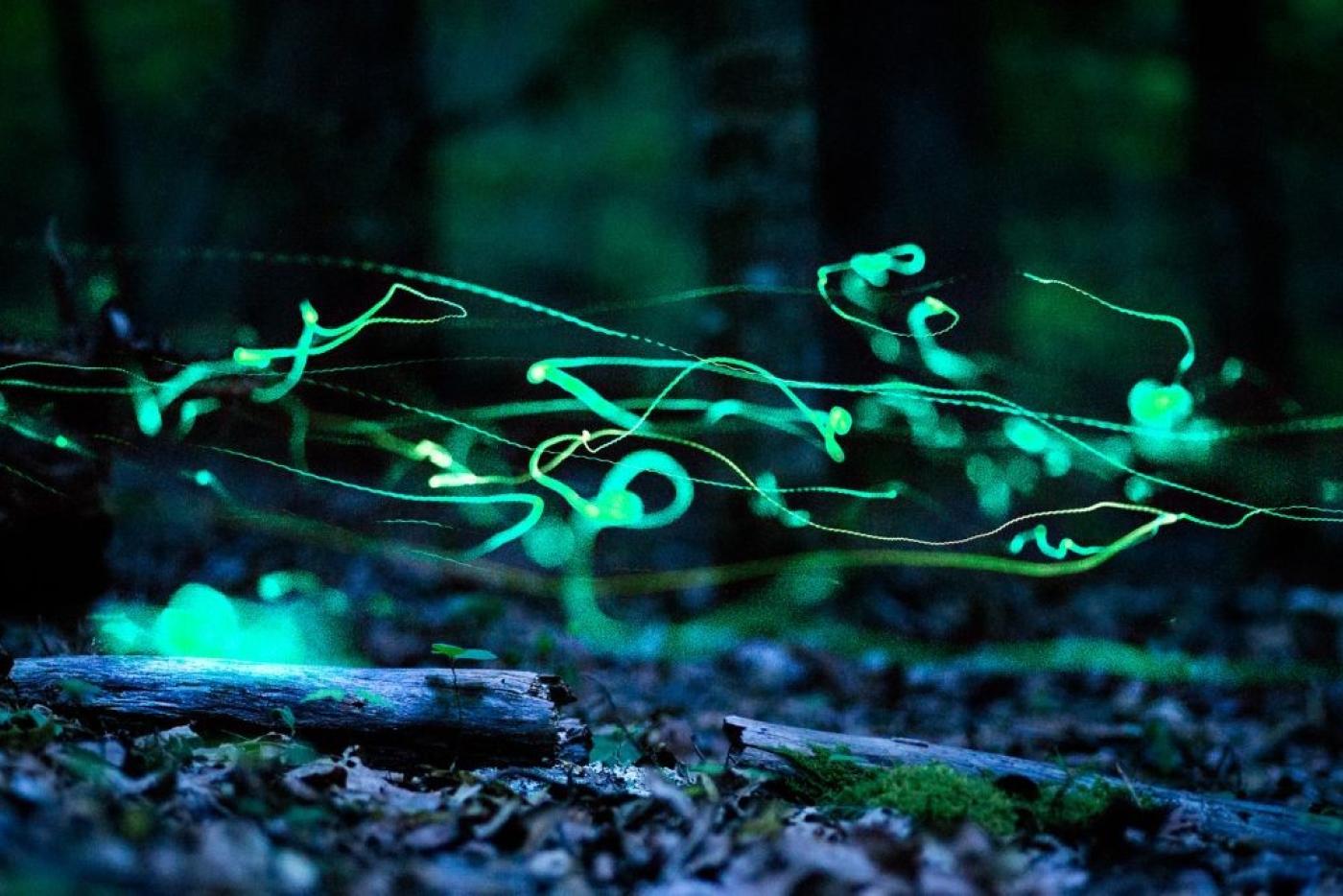 Blue Ghost Fireflies