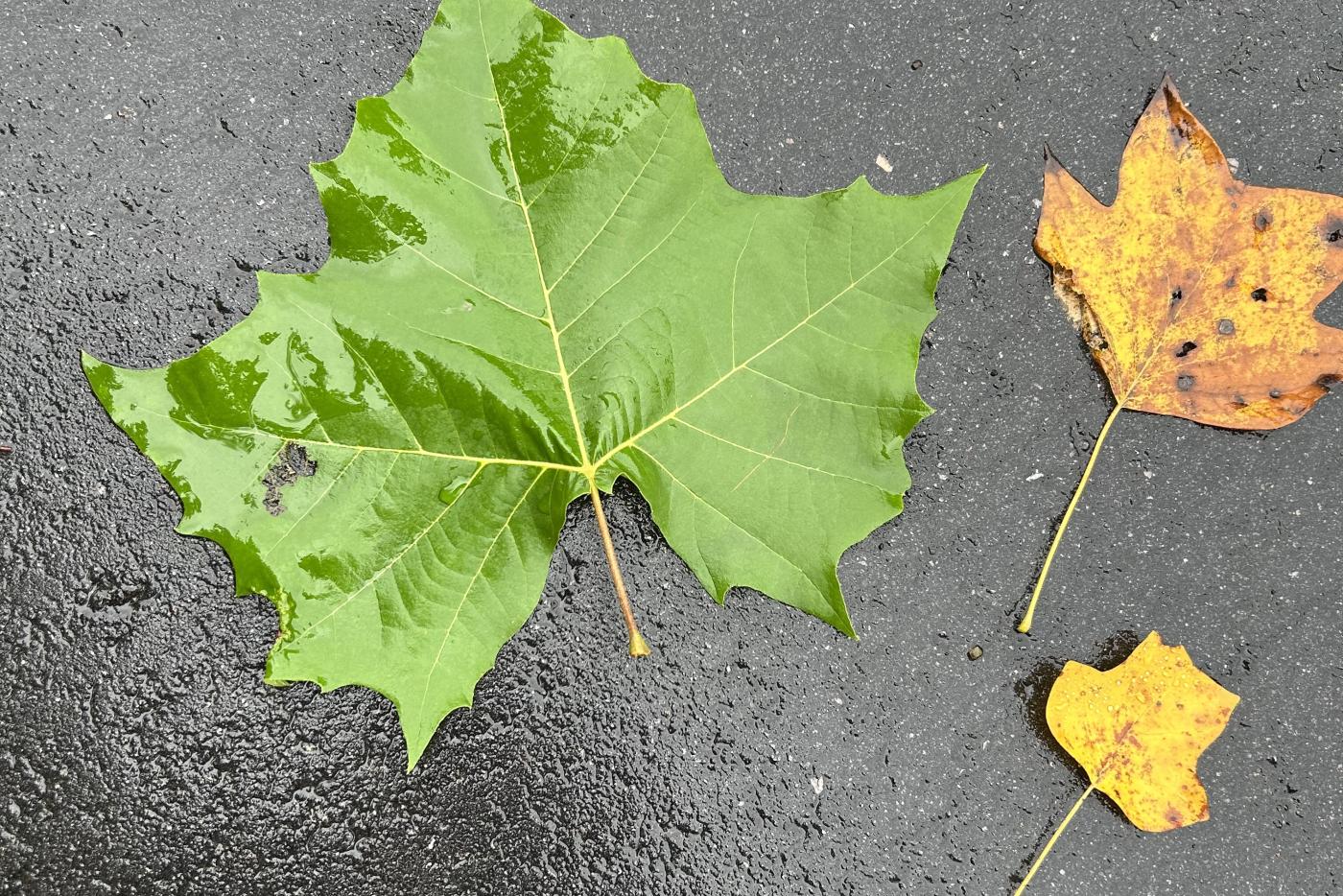 Different size leaves