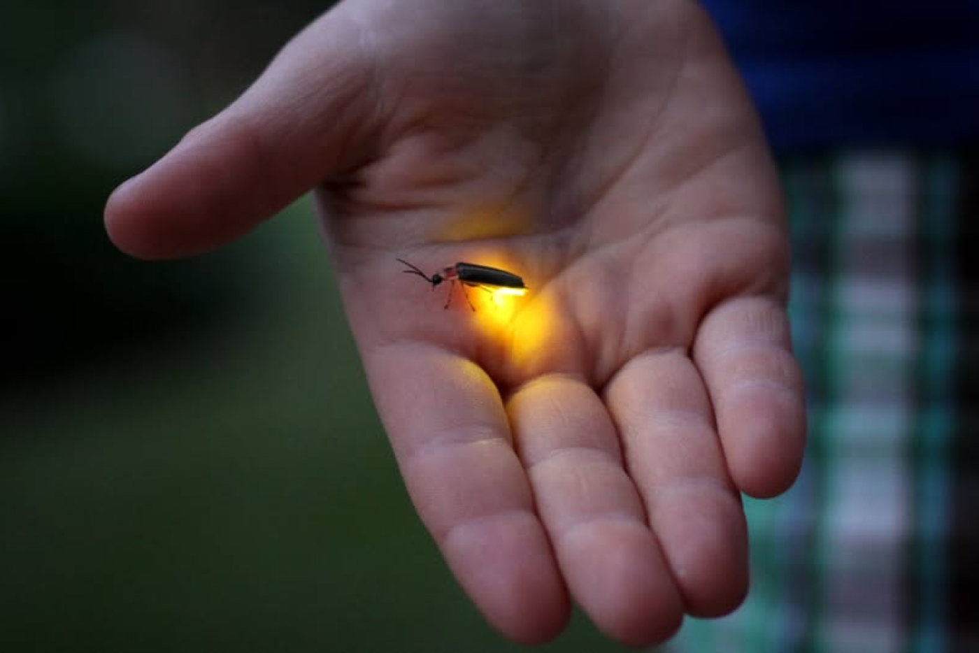 Photo courtesy of Jessica Lucia | U.S. Fish and Wildlife 