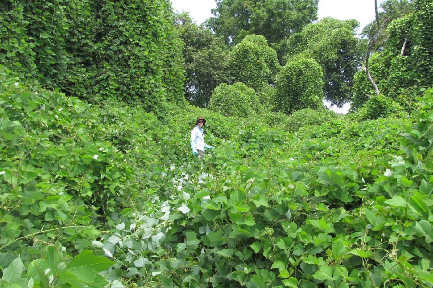 Kudzu USDA