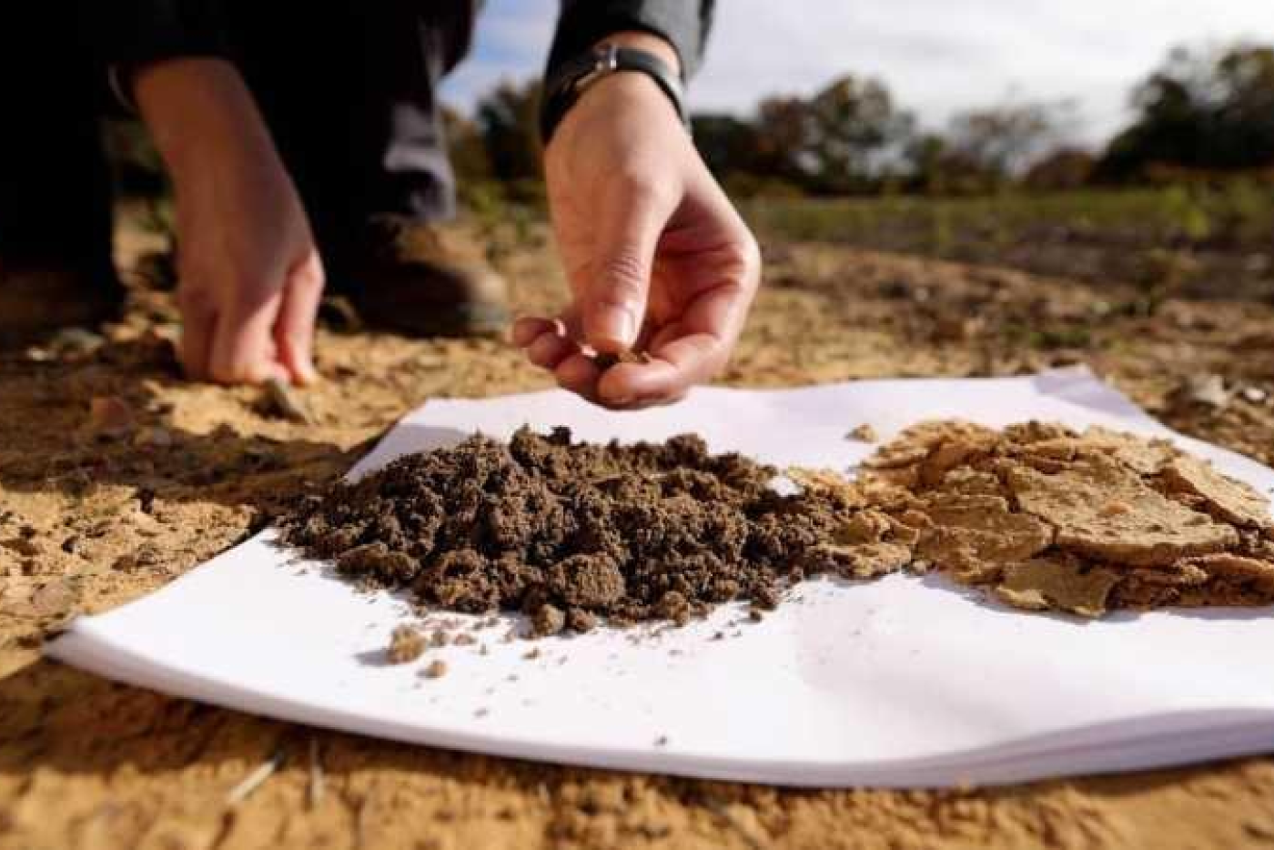 Tilled soil and untilled soil - PBS To Till or Not to Till by Michelle Lotker, 04-05-2023